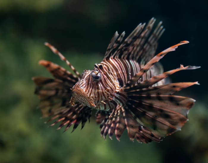 A lionfish, one of the world’s most invasive species, symbolising the growing threat of species to India’s aquatic life.