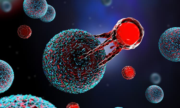 How the Immune System Is Kept in Check: The Nobel Story of Regulatory T Cells