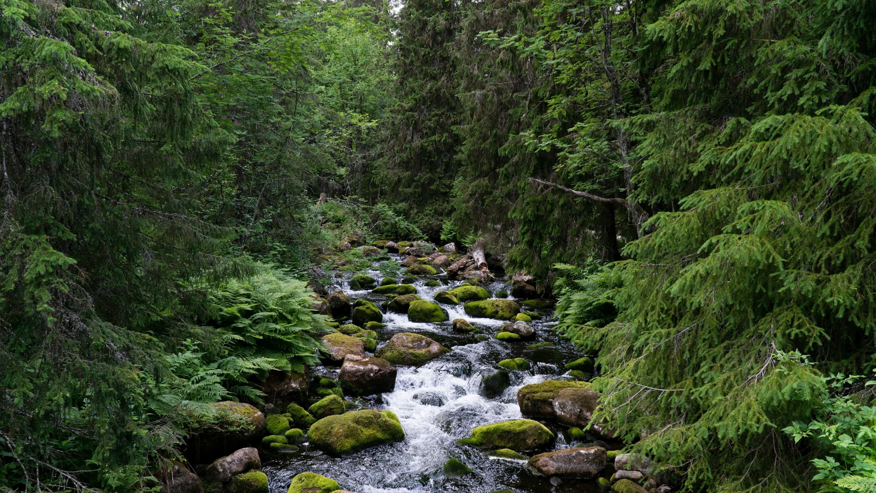 Great Nicobar revives the question—do forests and rivers have legal rights?