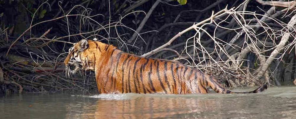 Sundarbans’ SAIME aquaculture model wins FAO recognition